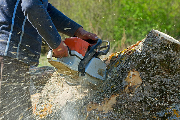 Best Tree Health Inspection  in Mackinac Island, MI